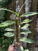 Rhaphidophora Elliptifolia White Marble - Best Selected - Scindapsus Borneo