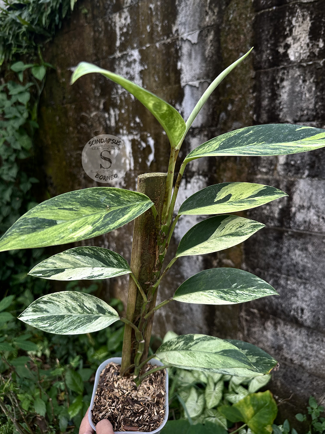 Rhaphidophora Elliptifolia White Marble - Best Selected - Scindapsus Borneo
