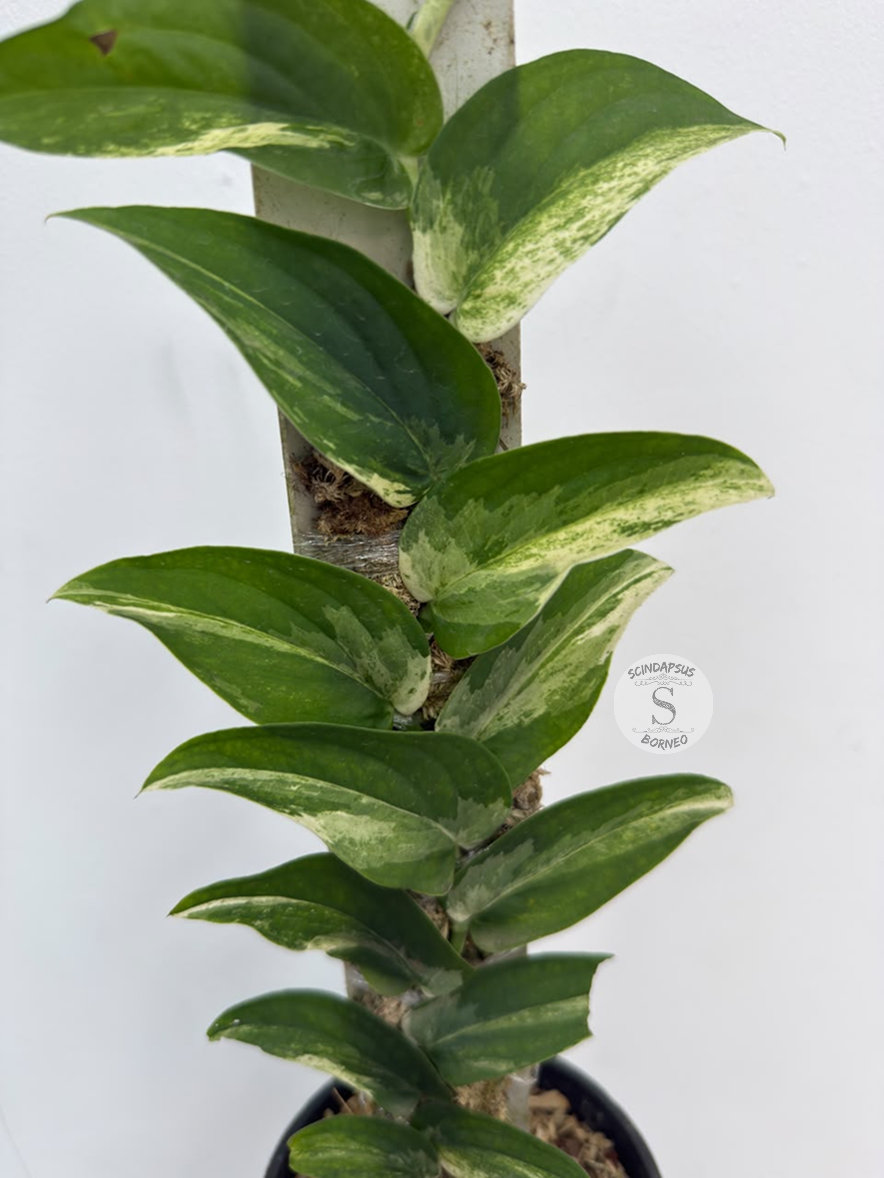 Rhaphidophora tenuis white marble  - Best Selected