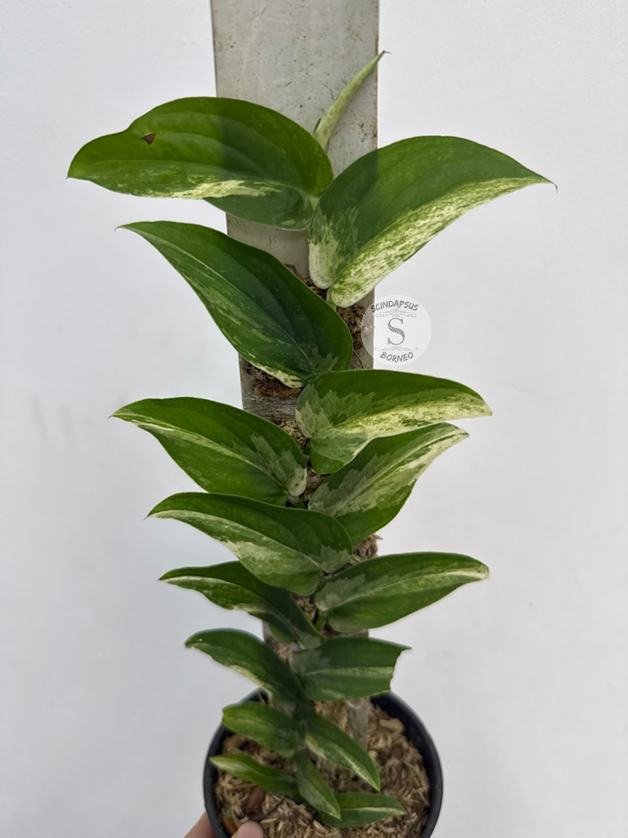 Rhaphidophora tenuis white marble  - Best Selected