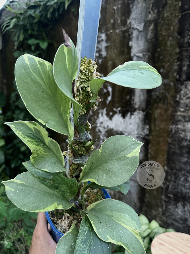 Rhaphidophora Kortalsi Lipstik - Best Selected - Scindapsus Borneo
