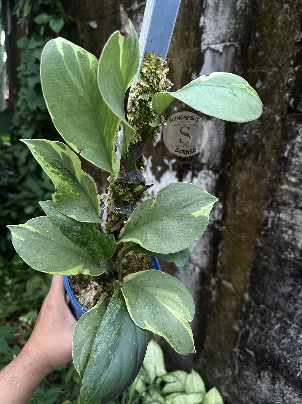 Rhaphidophora Kortalsi Lipstik - Best Selected - Scindapsus Borneo