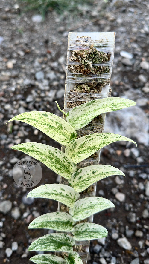 Rhapidhopora Tenuis White Marble - Best Selected