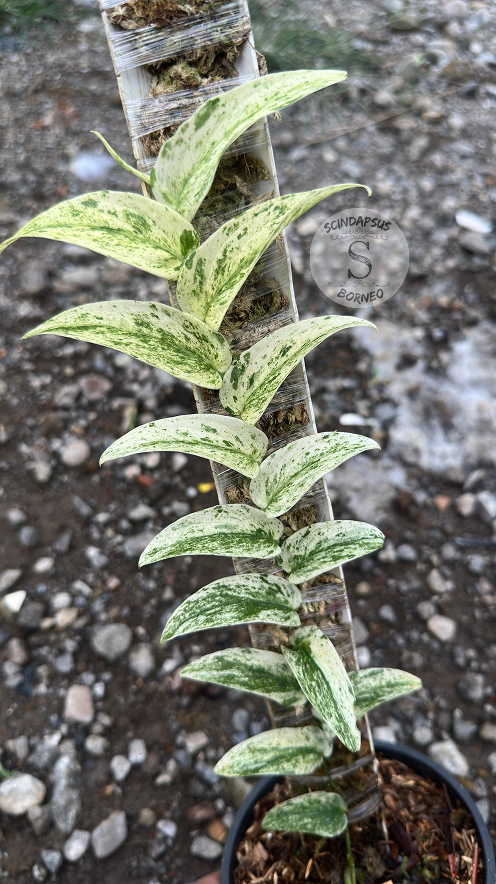 Rhapidhopora Tenuis White Marble - Best Selected