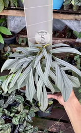Rhaphidophora Tenuis Silver Mature - Scindapsus Borneo