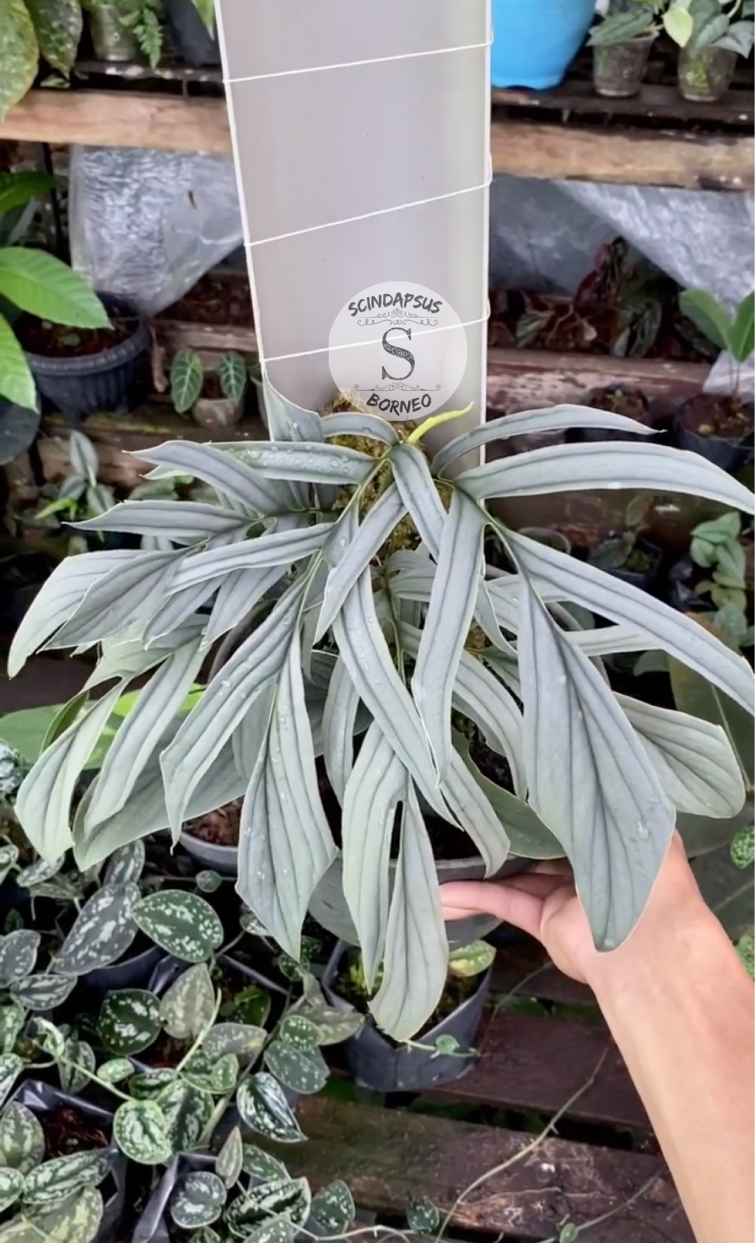Rhaphidophora Tenuis Silver Mature - Scindapsus Borneo