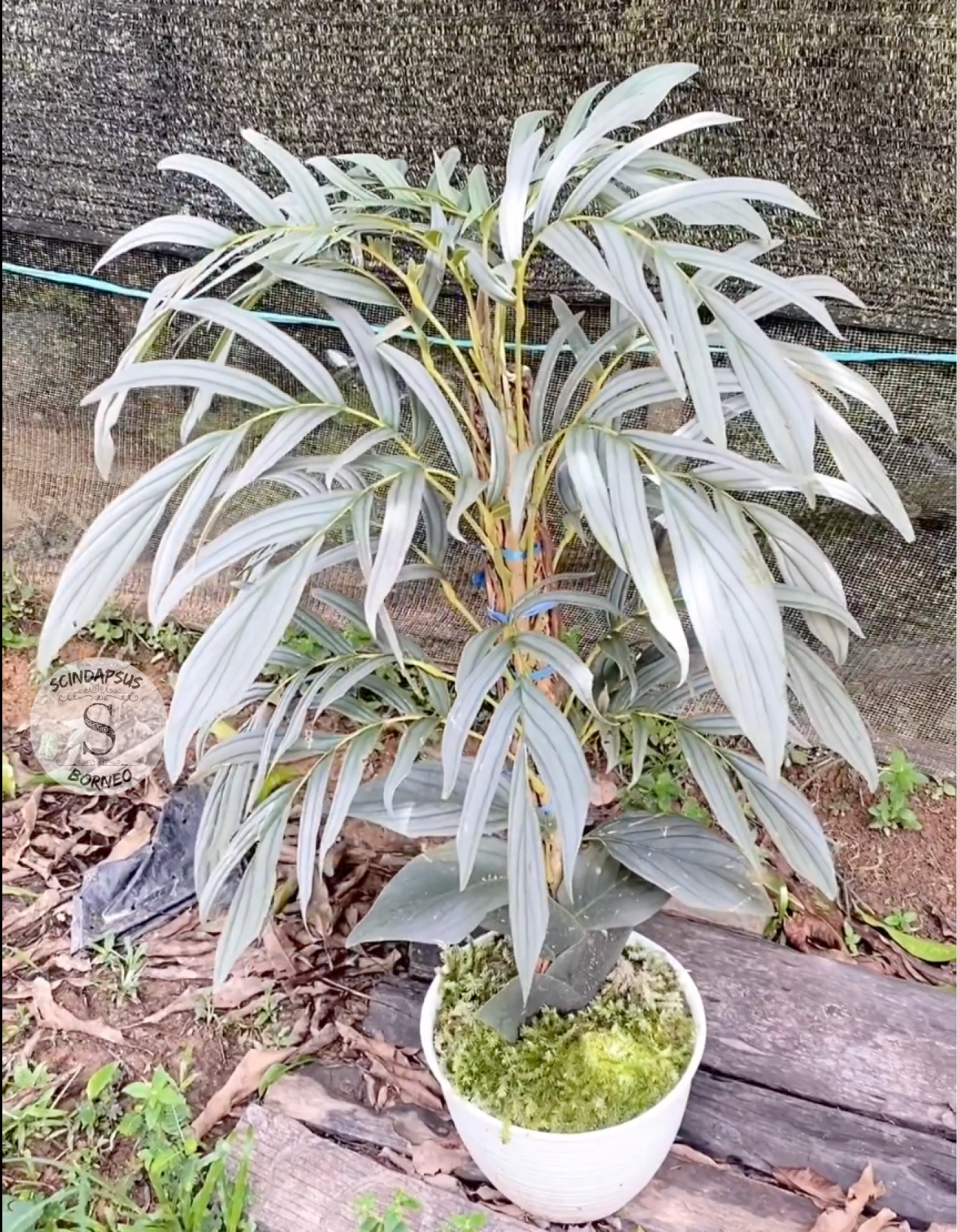 Rhaphidophora Tenuis Silver Mature - Scindapsus Borneo