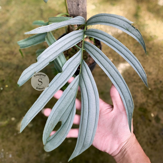 Rhaphidophora Tenuis Silver