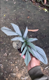 Rhaphidophora Tenuis Silver Mature - Scindapsus Borneo