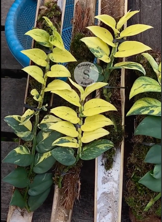Rhaphidophora Yellow Hayii