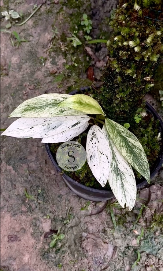 Rhaphidophora Eliptopolia White Marbell