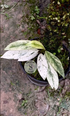 Rhaphidophora Eliptopolia White Marbell - Scindapsus Borneo