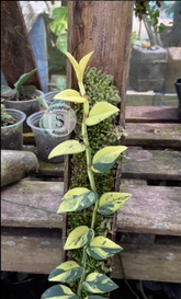 Rhaphidophora Yellow Hayii - Scindapsus Borneo