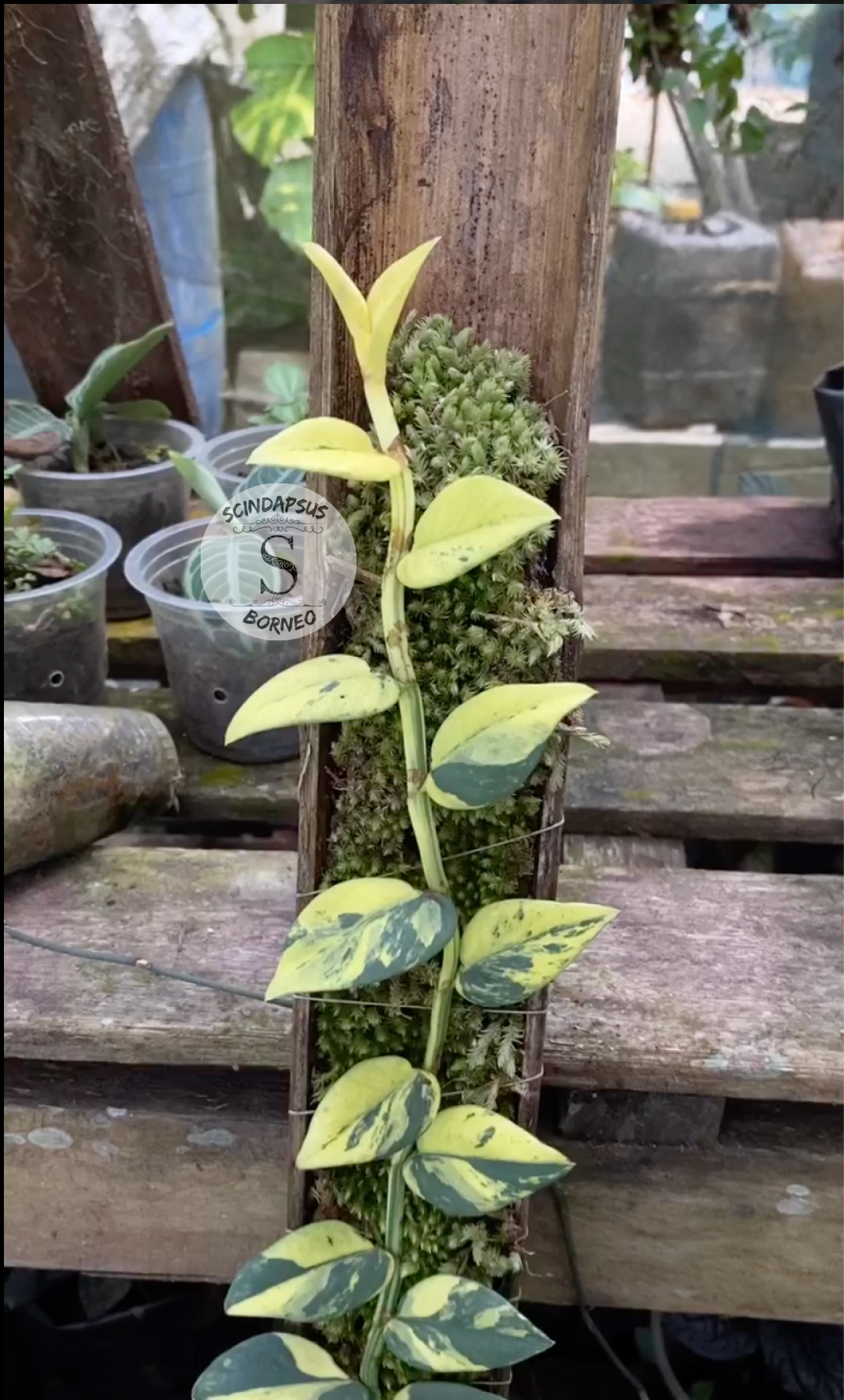 Rhaphidophora Yellow Hayii - Scindapsus Borneo