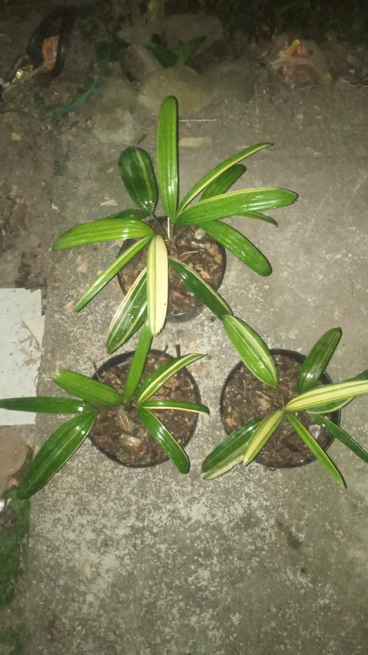 Rhapis Humilis Lady Palm Variegated