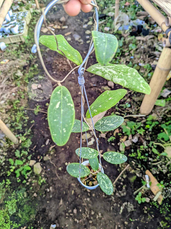 Hoya Rintzii sp Borneo - Scindapsus Borneo