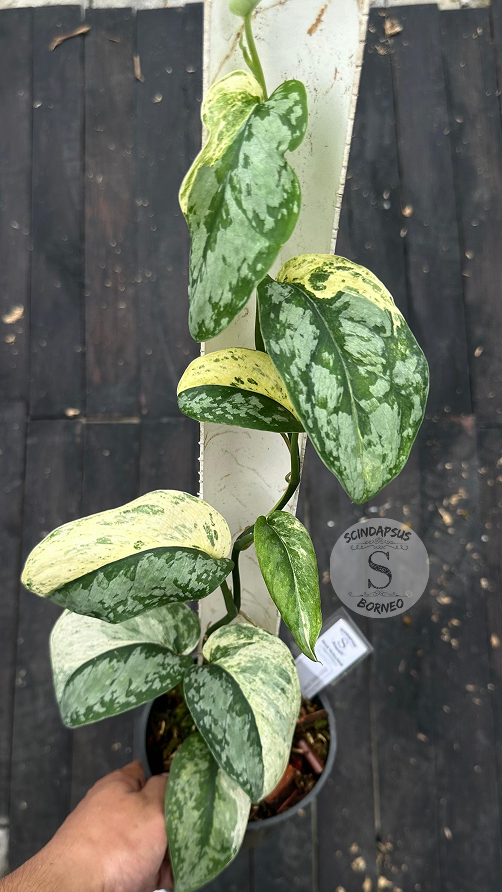 Scindapsus Excotica No Id- Best Selected - Choice 1 - Scindapsus Borneo