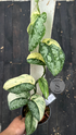 Scindapsus Excotica No Id- Best Selected - Choice 1 - Scindapsus Borneo