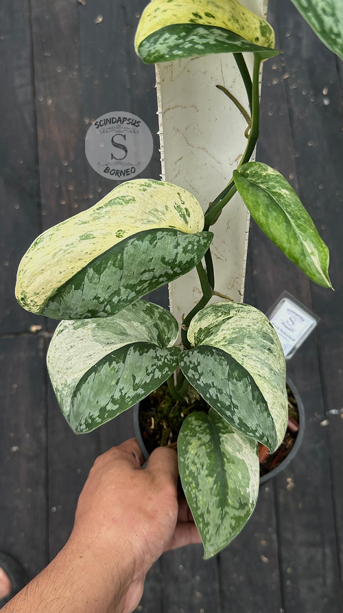 Scindapsus Excotica No Id- Best Selected - Choice 1 - Scindapsus Borneo