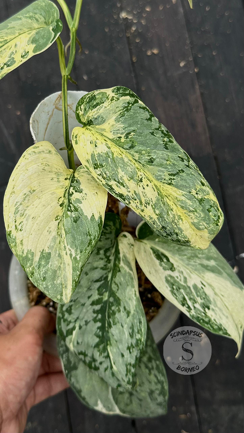 Scindapsus Excotica No Id- Best Selected - Choice 2 - Scindapsus Borneo