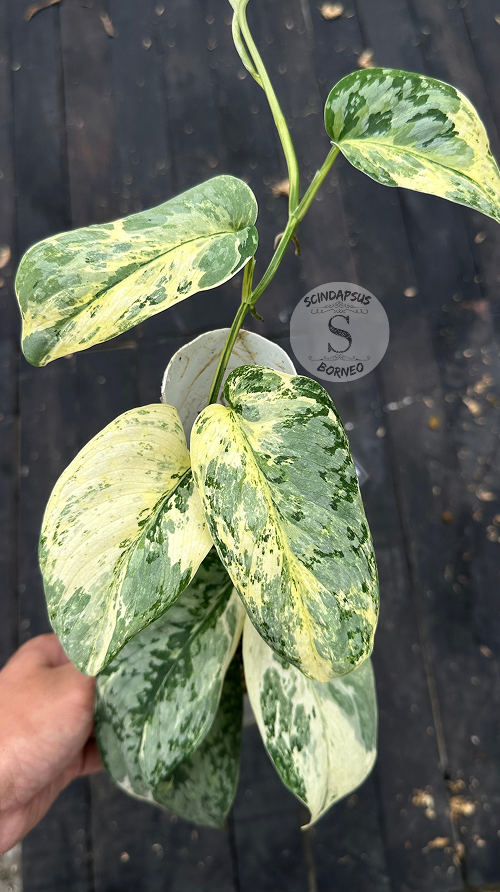 Scindapsus Excotica No Id- Best Selected - Choice 2 - Scindapsus Borneo
