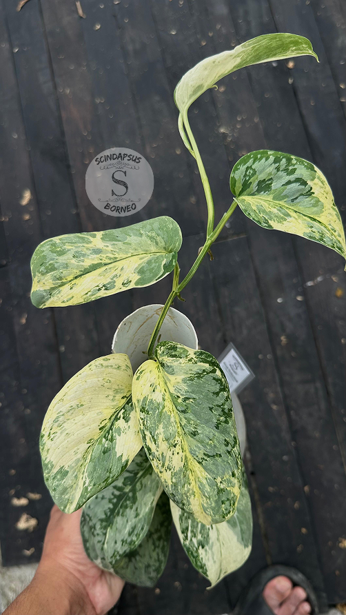 Scindapsus Excotica No Id- Best Selected - Choice 2 - Scindapsus Borneo