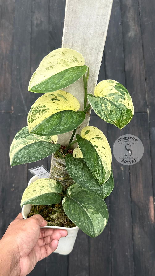 Scindapsus Excotica No Id- Best Selected - Choice 4 - Scindapsus Borneo