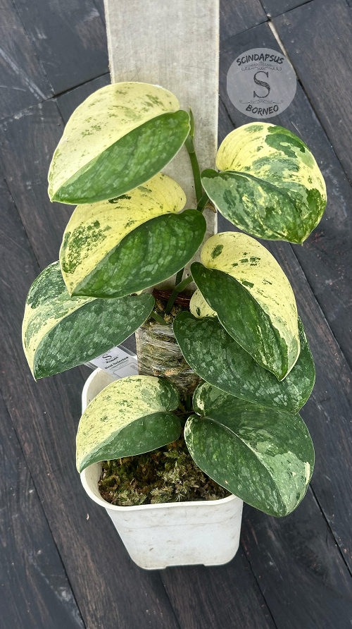 Scindapsus Excotica No Id- Best Selected - Choice 4 - Scindapsus Borneo
