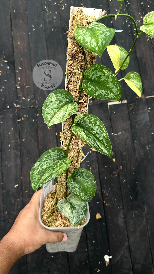 Scindapsus Excotica No Id- Best Selected - Choice 3 - Scindapsus Borneo