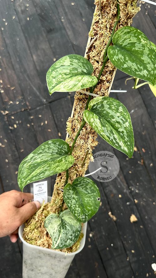 Scindapsus Excotica No Id- Best Selected - Choice 3 - Scindapsus Borneo