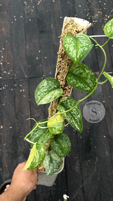 Scindapsus Excotica No Id- Best Selected - Choice 3 - Scindapsus Borneo
