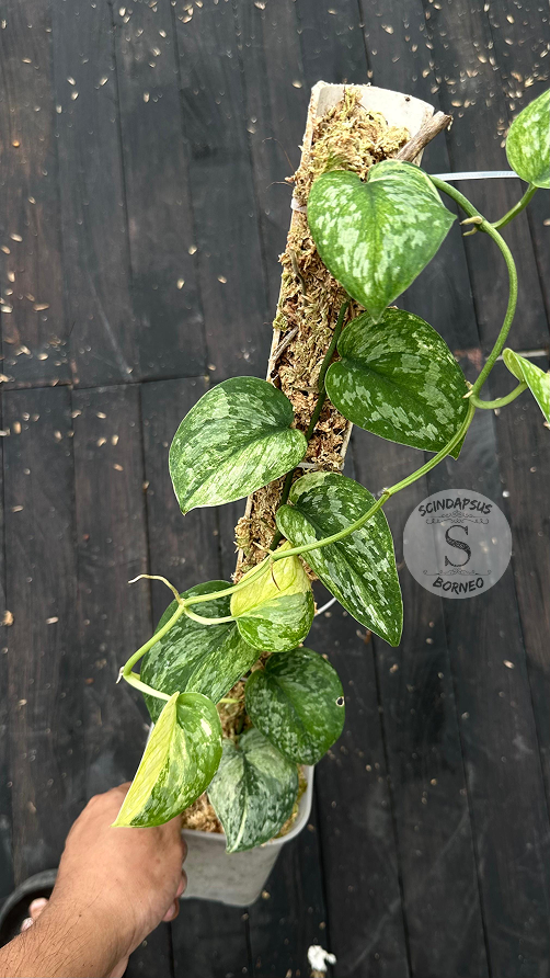 Scindapsus Excotica No Id- Best Selected - Choice 3 - Scindapsus Borneo