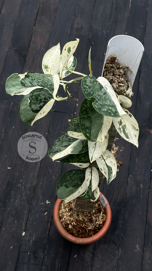 Scindapsus Exotica Silver Form - Best Selected - Scindapsus Borneo