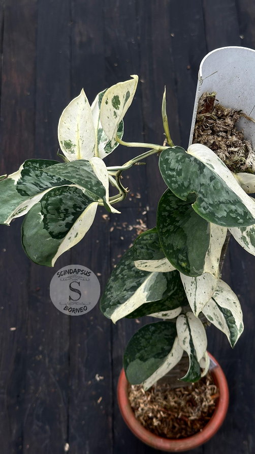 Scindapsus Exotica Silver Form - Best Selected - Scindapsus Borneo