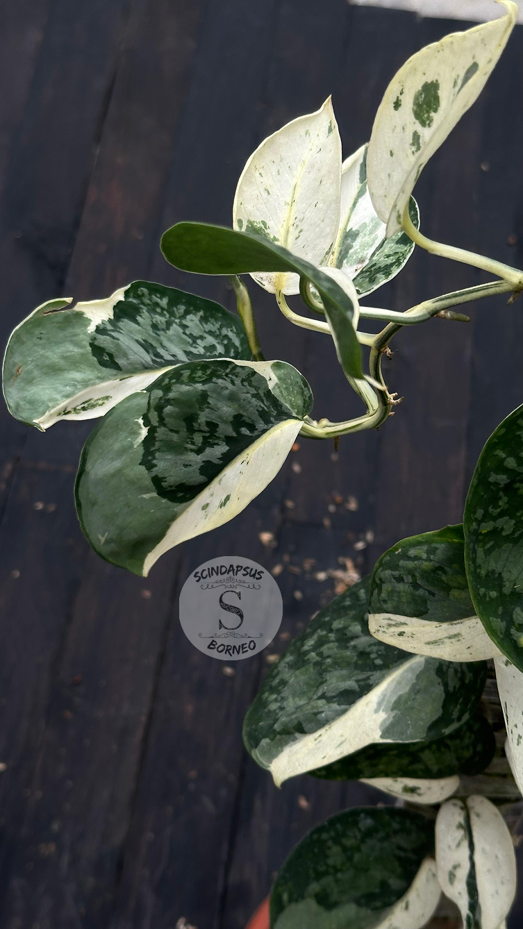 Scindapsus Exotica Silver Form - Best Selected - Scindapsus Borneo