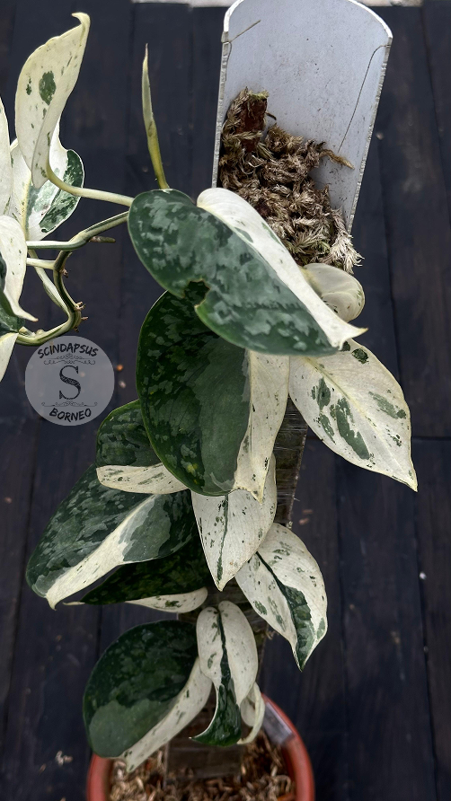 Scindapsus Exotica Silver Form - Best Selected - Scindapsus Borneo