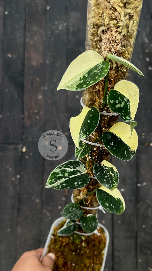 Scindapsus Fatamorgana - Best Selected - Scindapsus Borneo