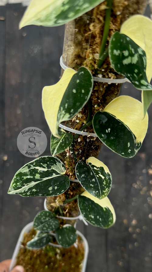 Scindapsus Fatamorgana - Best Selected - Scindapsus Borneo