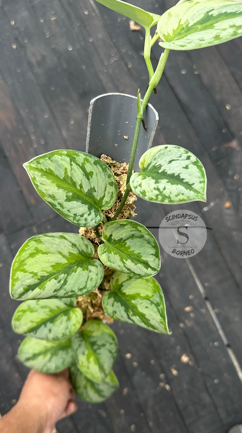 Scindapsus Yupa - Best Selected - Scindapsus Borneo
