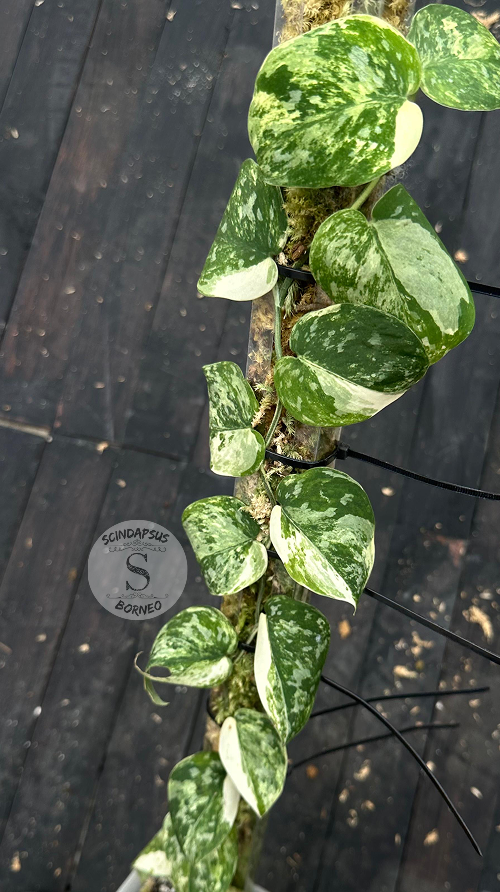 Scindapsus Agryrareus Tricolor - Best Selected - Choice 1 - Scindapsus Borneo