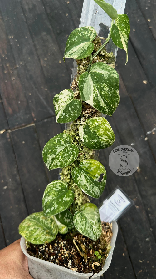 Scindapsus Agryrareus Tricolor - Best Selected - Choice 2 - Scindapsus Borneo