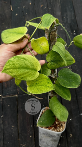 Scindapsus Exotica Golden Dust - Best Selected - Scindapsus Borneo