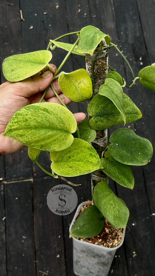 Scindapsus Exotica Golden Dust - Best Selected - Scindapsus Borneo