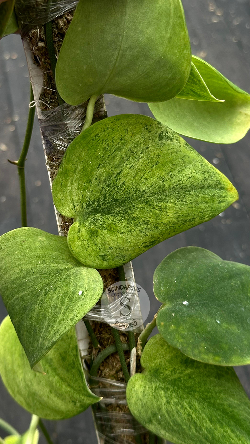 Scindapsus Exotica Golden Dust - Best Selected - Scindapsus Borneo