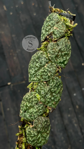 Scindapsus Kapuas - Best Selected - Scindapsus Borneo