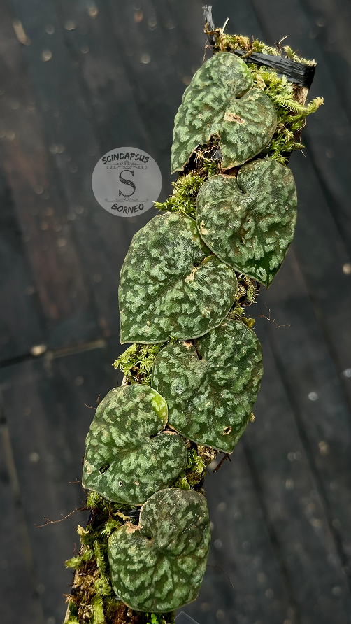 Scindapsus Kapuas - Best Selected - Scindapsus Borneo