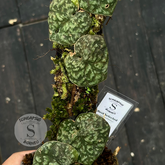 Scindapsus Kapuas - Best Selected - Scindapsus Borneo