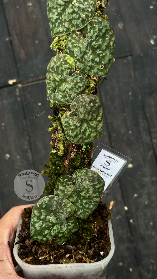 Scindapsus Kapuas - Best Selected - Scindapsus Borneo