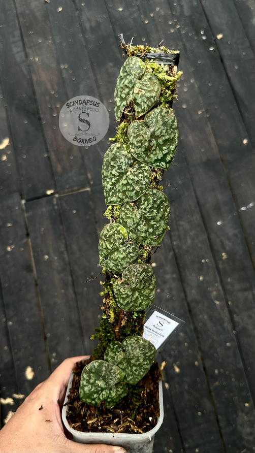 Scindapsus Kapuas - Best Selected - Scindapsus Borneo