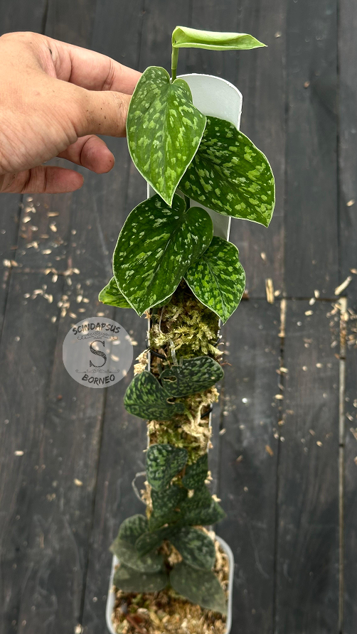 Scindapsus Snow Flek Mutation - Best Selected - Scindapsus Borneo
